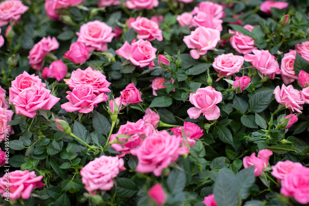 Pink rose blossom. Background backdrop wallpaper for design