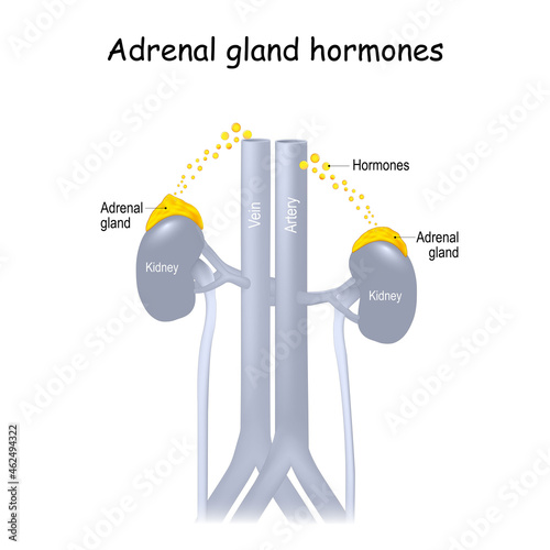 Human kidney with highlighted adrenal gland.