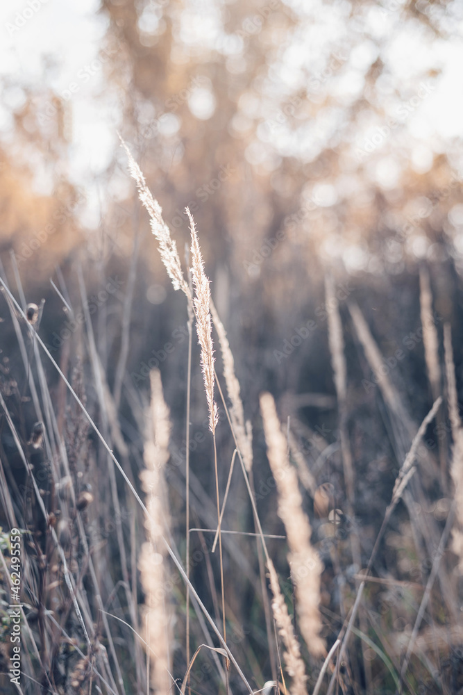 Fototapeta premium Pampas grass in autumn. Natural background. Dry beige reed. Pastel neutral colors and earth tones. Selective focus.