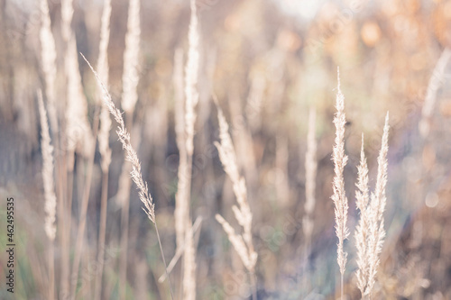 Pampas grass in autumn. Natural background. Dry beige reed. Pastel neutral colors and earth tones. Banner. Selective focus.