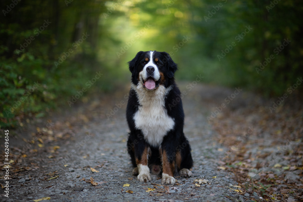 Bernese Mountain Dog -Dog Breed portrait