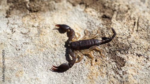 Photo of a scorpion crawling on a stone