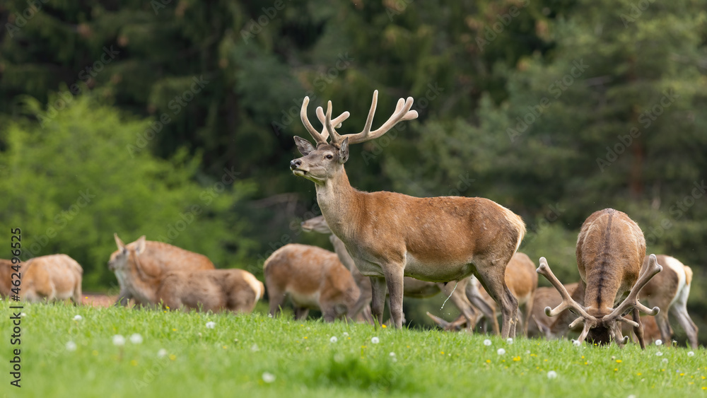 Herd of red deer, cervus elaphus, with velvet antlers pasturing on meadow. Group of stag standing on field in spring. Brown mammal looking on grassland. Herd of red deer, cervus elaphus, with velvet antlers pasturing on meadow. Group of stag standing on field in spring. Brown mammal looking on grassland.