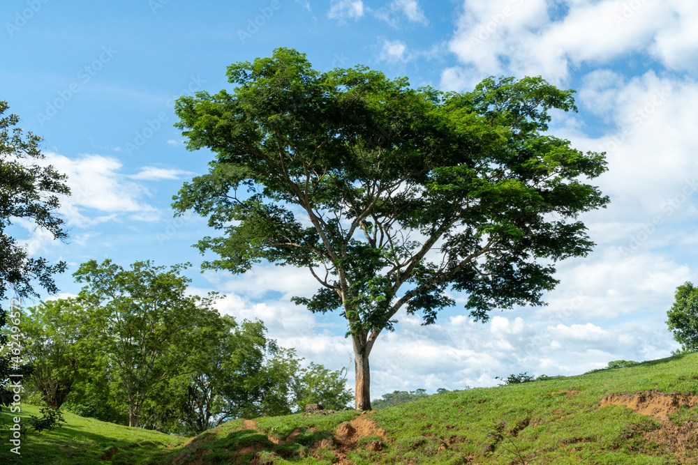 Tree with blue sky in Tamesis, Antioquia, Colombia.