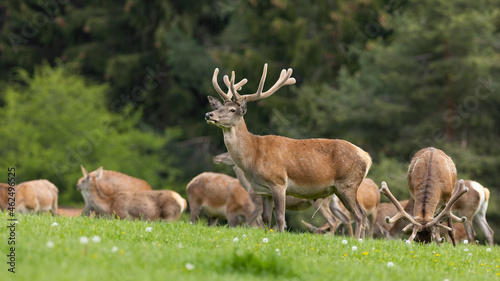 Herd of red deer, cervus elaphus, with velvet antlers pasturing on meadow. Group of stag standing on field in spring. Brown mammal looking on grassland.