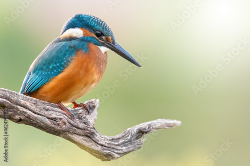 Common kingfisher, alcedo atthis, resting on tree with space for text. Bright beautiful bird sitting on bough with copy space. Color feathered animal watching on wood in sunlight.