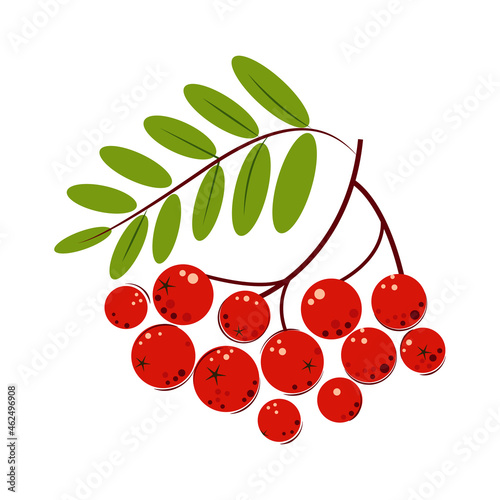 Rowan. Ripe juicy Berries with Green Leaves. Ashberry for jam and dessert. Flat style Vector Illustration.