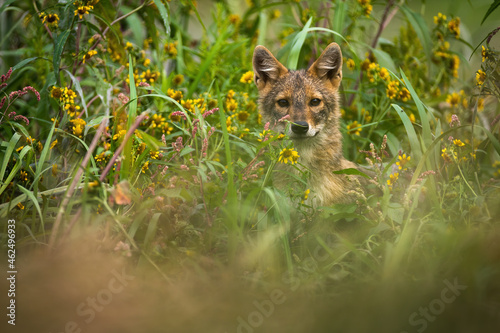 Golden jackal, canis aureus, peeking out of long grass in summer. Small brown predator looking to the camera in wildflowers. Grey wild dog hiding in vegetation. photo