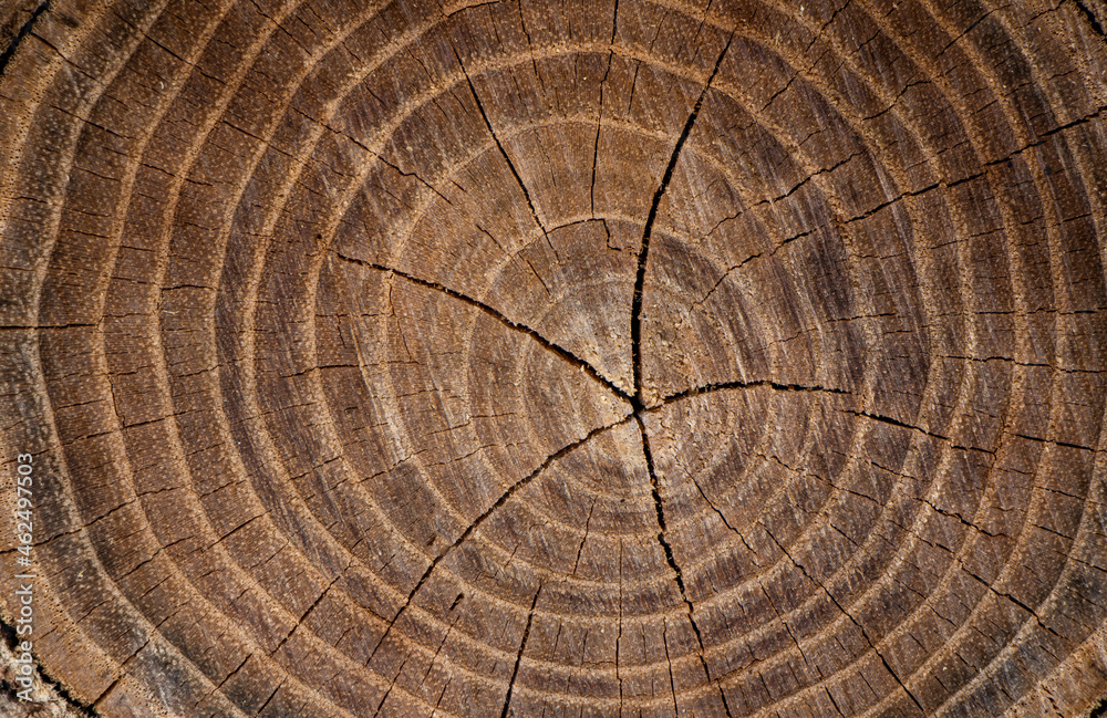 Fototapeta premium wood background. Old wooden oak tree cut surface. Detailed warm dark brown and orange tones of a felled tree trunk or stump. Rough organic texture of tree rings with close up of end grain. 