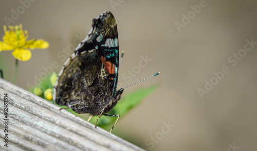 A Admiral buttterfly sits on a bench at summer in neunkirchen, copy space photo