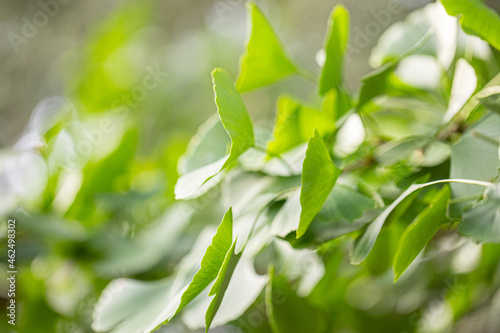 Outdoor Japanese ginkgo biloba leaves  Closeup.
