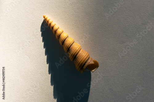 Detailed image of a common tower shell (latin name: Turritella communis) photo