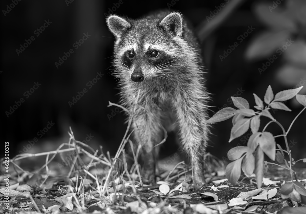 Fototapeta premium Close up shot of a small and cute fox standing on grass in a black and white with blurry background