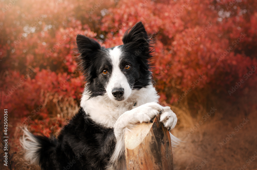 border collie dog lovely autumn portrait vivid photo pet magical light lovely look
