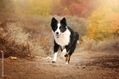border collie dog lovely autumn portrait vivid photo pet magical light lovely look 