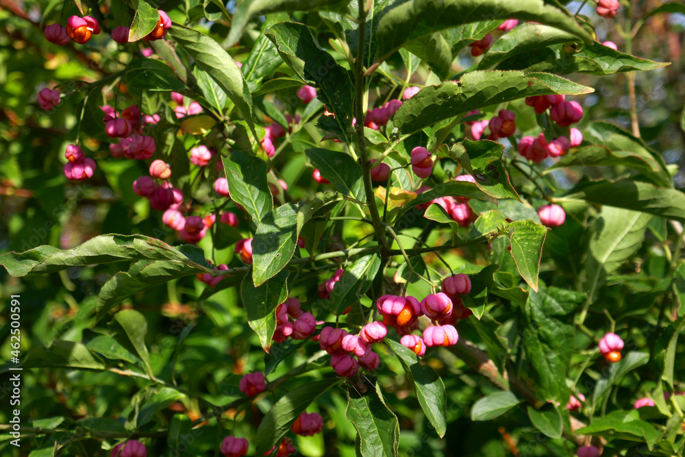 Obraz premium Pfaffenhütchen oder Gewöhnlicher Spindelstrauch