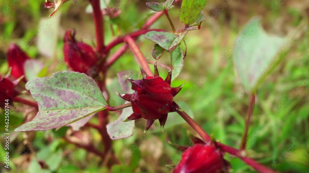 Rosella flower (also called roselle) with a natural background. Use as herbal drink and herbal medicine Rosella flower (also called roselle) with a natural background. Use as herbal drink and herbal medicine