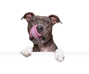 studio shot of a cute dog on an isolated background holding a blank white sign
