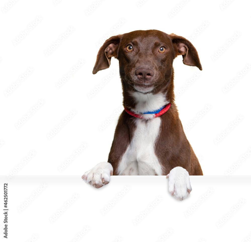 studio shot of a cute dog on an isolated background - obrazy, fototapety, plakaty 