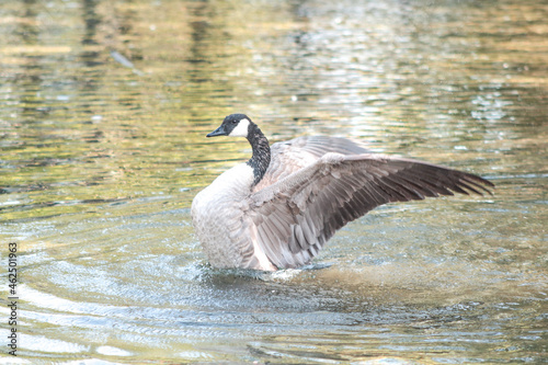 Canadian Goose splashing in water