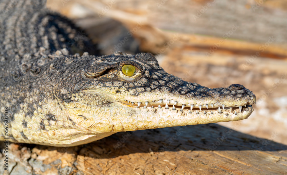 The Nile crocodile (Crocodylus niloticus) is a large, dangerous carnivorous reptile. The Nile crocodile (Crocodylus niloticus) is a large, dangerous carnivorous reptile.