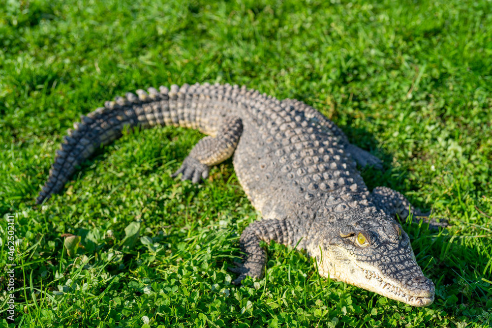 The Nile crocodile (Crocodylus niloticus) is a large, dangerous carnivorous reptile. The Nile crocodile (Crocodylus niloticus) is a large, dangerous carnivorous reptile.