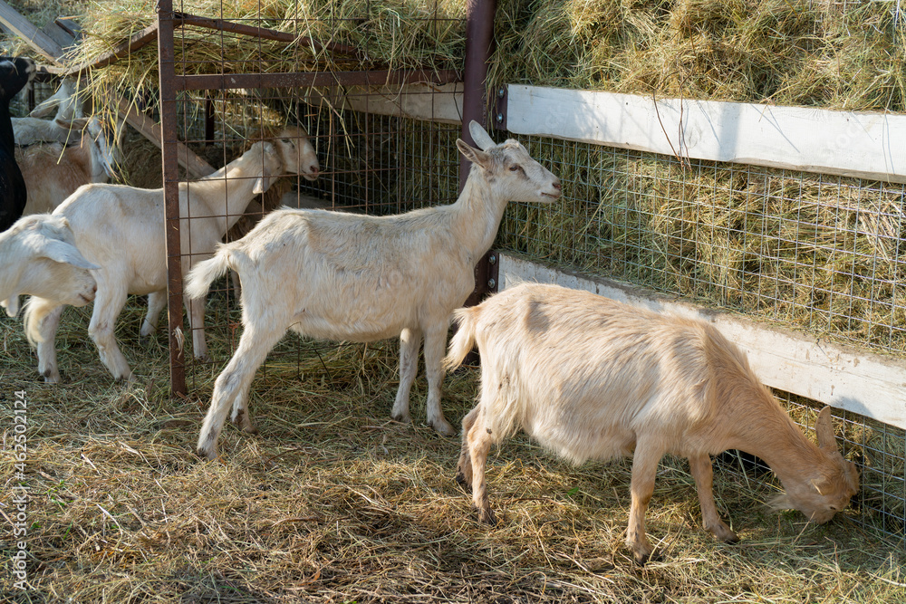 Pet goat on the farm yard. Country pets. Pet goat on the farm yard. Country pets.