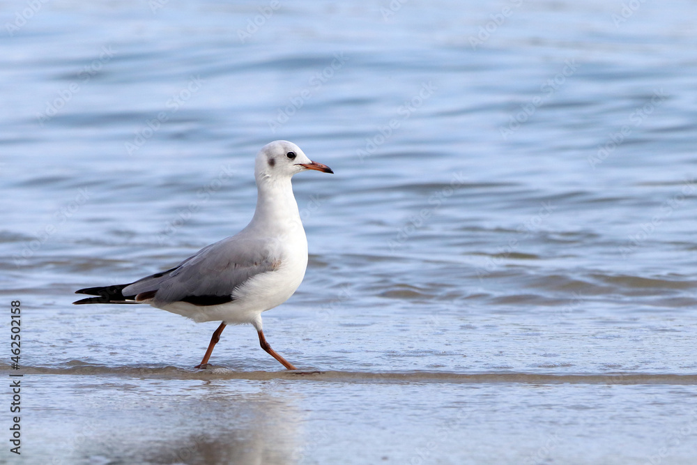 Gray-hooded Gull (Chroicocephalus cirrocephalus) isolated, perched, walking in the sea. Gray-hooded Gull (Chroicocephalus cirrocephalus) isolated, perched, walking in the sea.