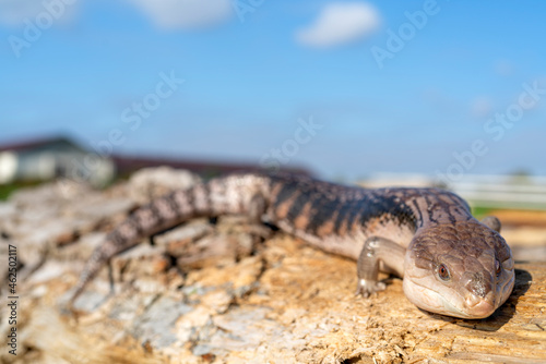 Сommon blue-tongued skink - Tiliqua scincoides - blue-tongued lizard, common bluetongue. photo