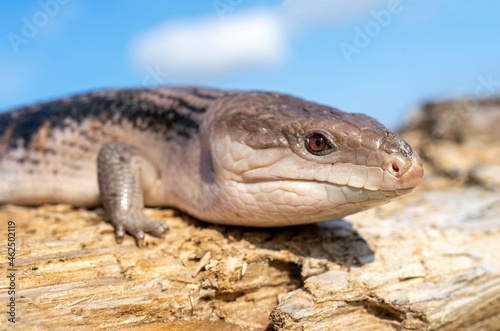 Сommon blue-tongued skink - Tiliqua scincoides - blue-tongued lizard, common bluetongue. photo