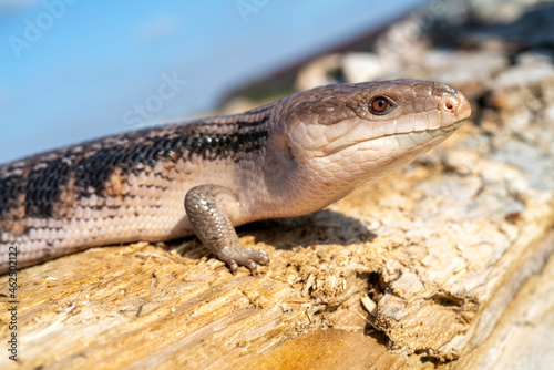   ommon blue-tongued skink - Tiliqua scincoides - blue-tongued lizard  common bluetongue.