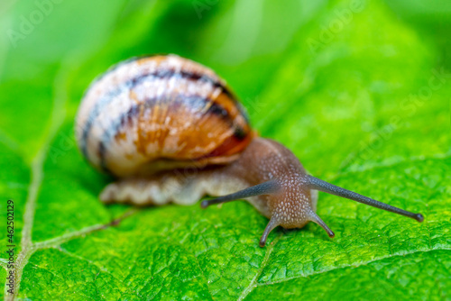 A gastropod mollusk snail with horns is crawling on a green leaf.