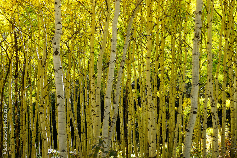 Naklejka premium Grove of aspens with white bark and yellow leaves