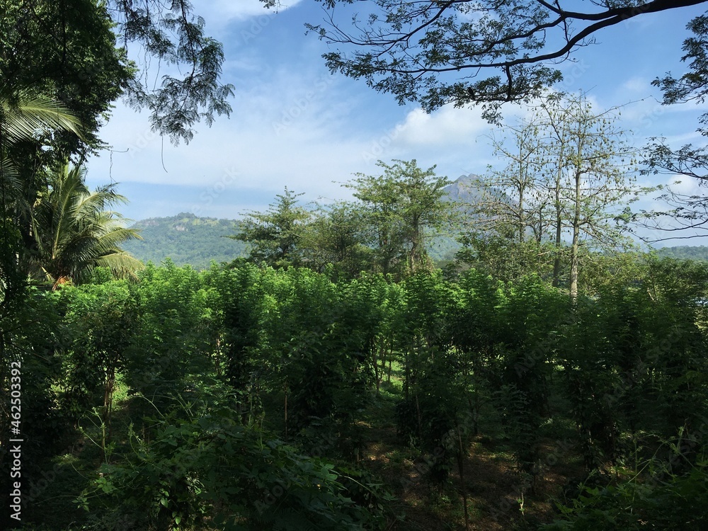 Naklejka premium paysage