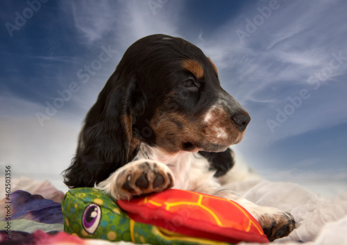 Portrait of an English Cocker spaniel puppy. He's lying on a stuffed toy. The head is turned to the right. The color is blue roan with tan. Age 2 months.