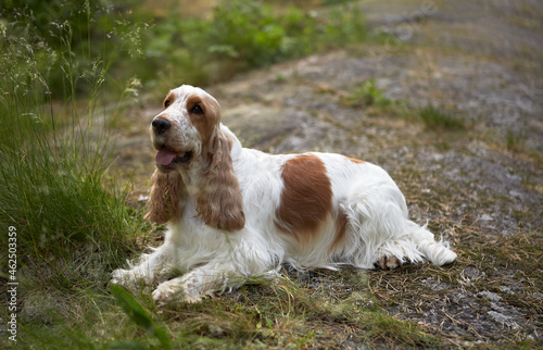 Summer. Park. The English Cocker Spaniel lies on the ground and looks up carefully. The color is orange roan. Age 2 years.