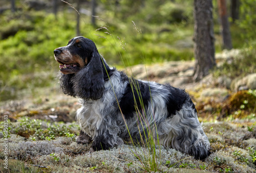 Wildlife. Summer. An English Cocker spaniel stands on moss. The color is blue roan with tan. Age 7 years. Trees are visible in the background.