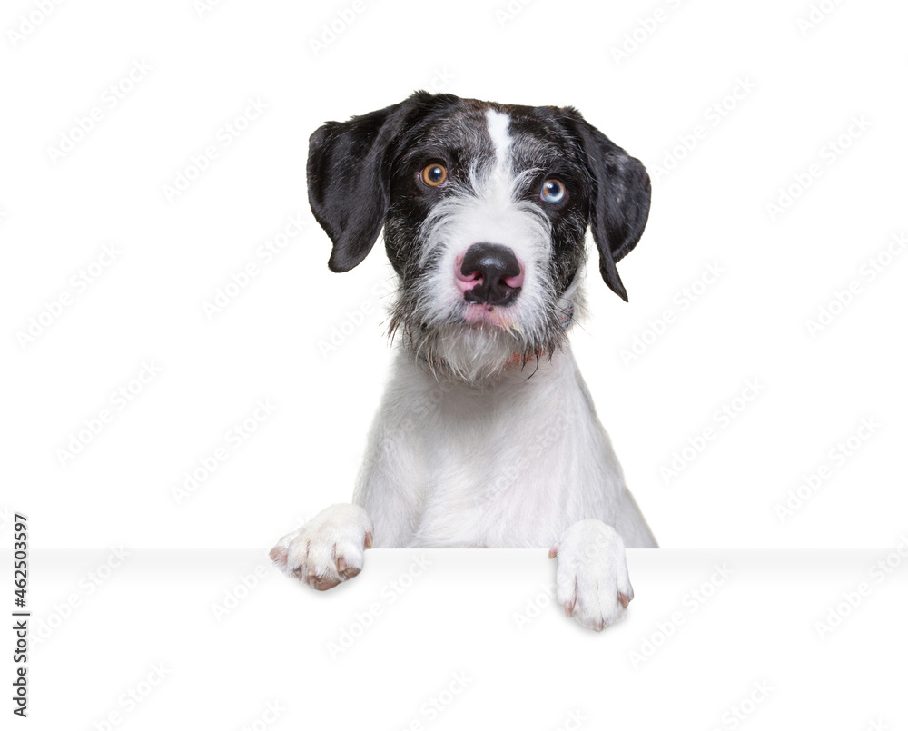 studio shot of a cute dog on an isolated background holding a sign studio shot of a cute dog on an isolated background holding a sign
