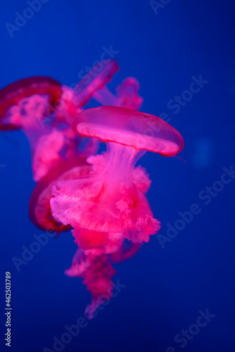 jellyfish Rhizostoma in the sea beautiful poisonous swims