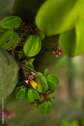 Fruit plant carambola, or star fruit and this is the great fruit photo