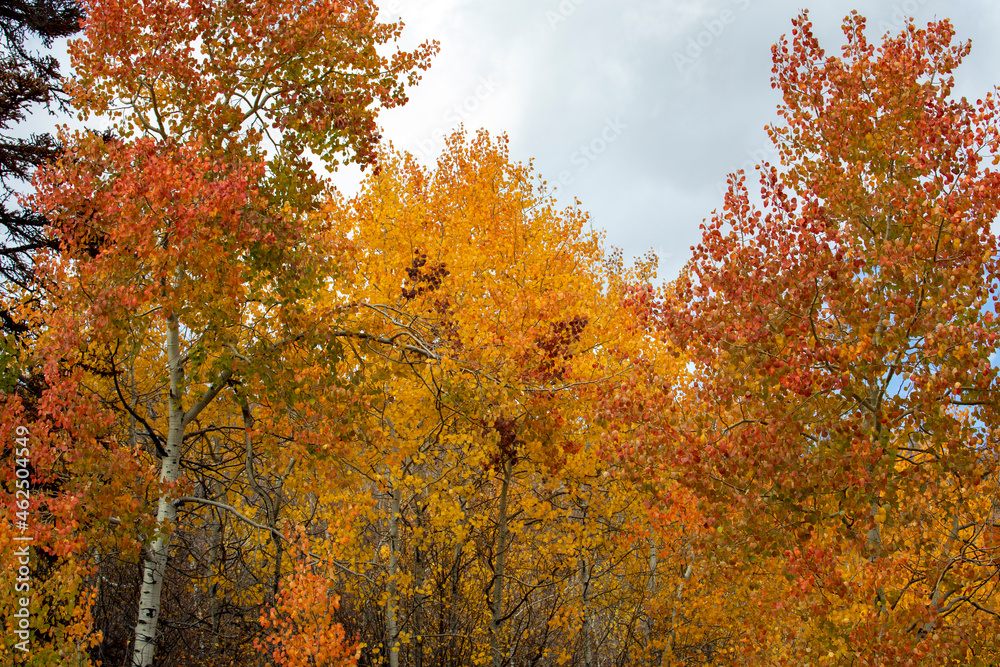 Fall colors in the mountains with blue sky