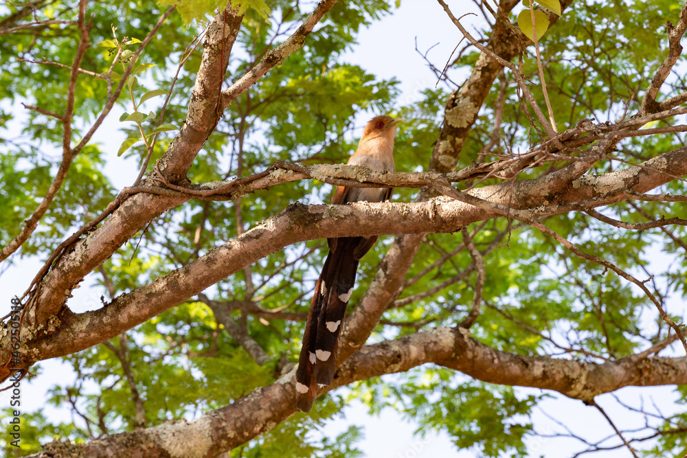 Piaya Cayana, popularly known as the cat's soul. Rusty feathered bird (brown), with red eyes and long tail. a rare bird Piaya Cayana, popularly known as the cat's soul. Rusty feathered bird (brown), with red eyes and long tail. a rare bird
