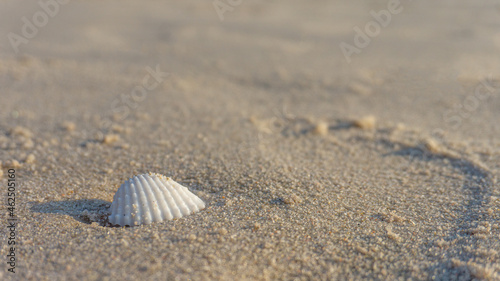 white seashell on brown sand on the beach
