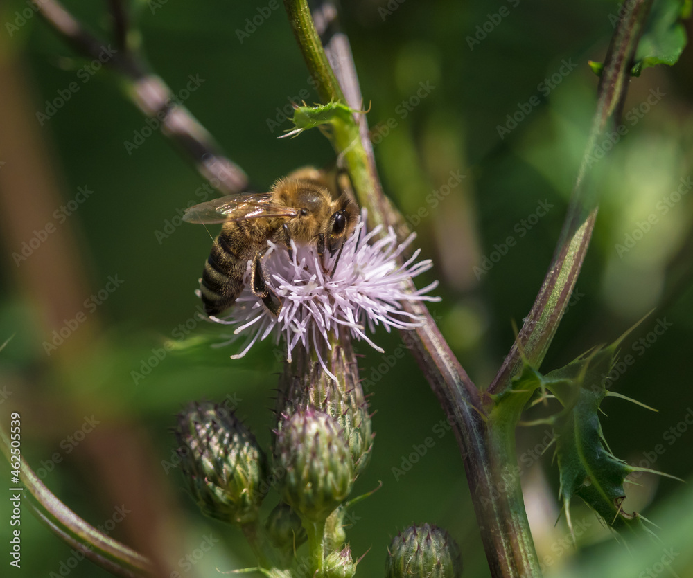 A wild bee closeup on a common scraper thistle at summer in saarland germany, copy space