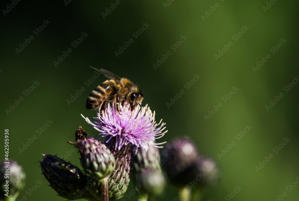 A wild bee closeup on a common scraper thistle at summer in saarland germany, copy space A wild bee closeup on a common scraper thistle at summer in saarland germany, copy space