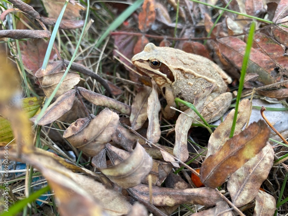 frog on the grass frog on the grass