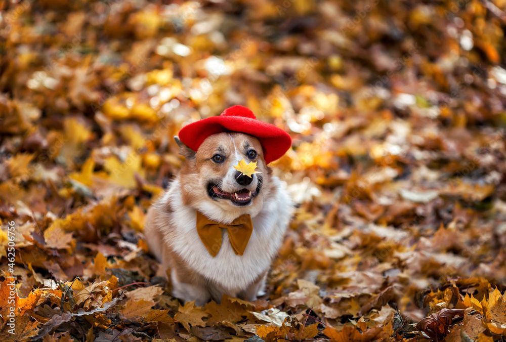  funny corgi dog puppy in a red beret with a yellow butterfly walks in an autumn park among fallen golden leaves