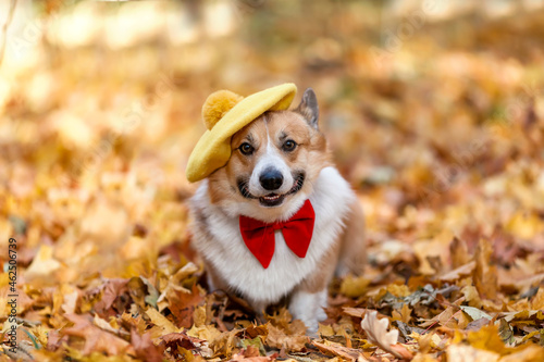 funny corgi dog puppy in a beret with a butterfly walks in an autumn park among fallen golden leaves
