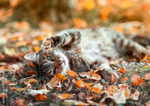 Fotografie cute striped cat lies in the autumn sunny garden among the fallen bright yellow