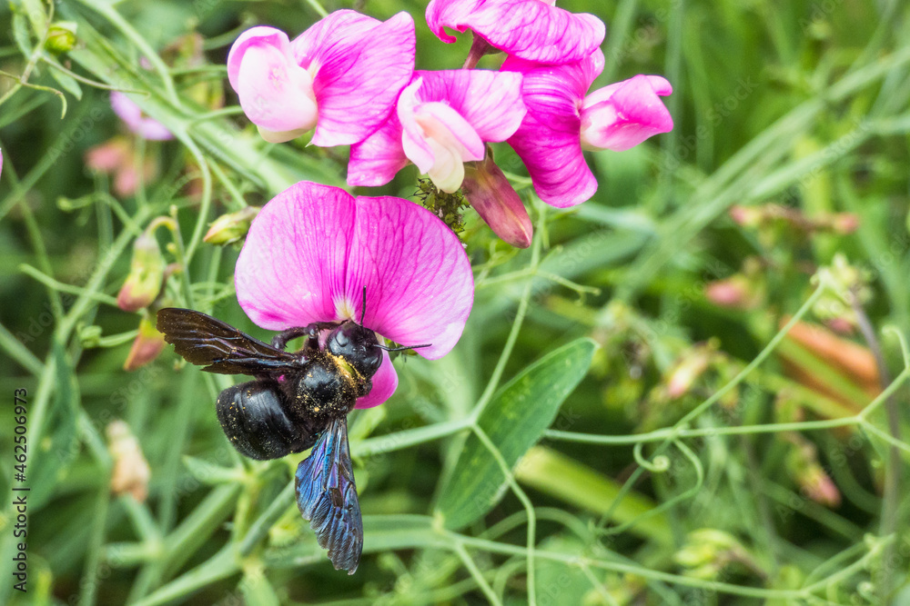 Fototapeta premium Violet carpenter bee, Xylocopa violacea